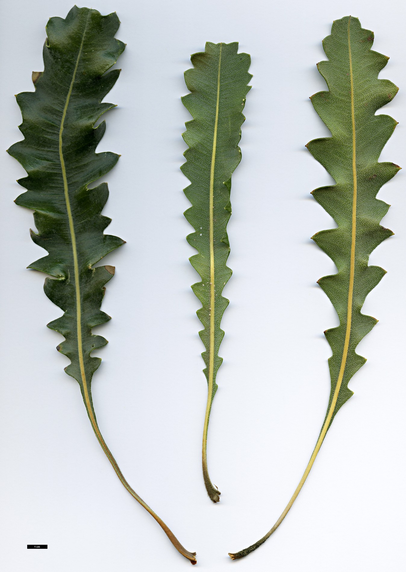 High resolution image: Family: Proteaceae - Genus: Banksia - Taxon: gardneri - SpeciesSub: var. gardneri